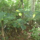 Image of Euphorbia viguieri Denis