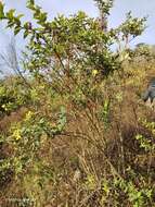 Image of Hypericum leschenaultii Choisy