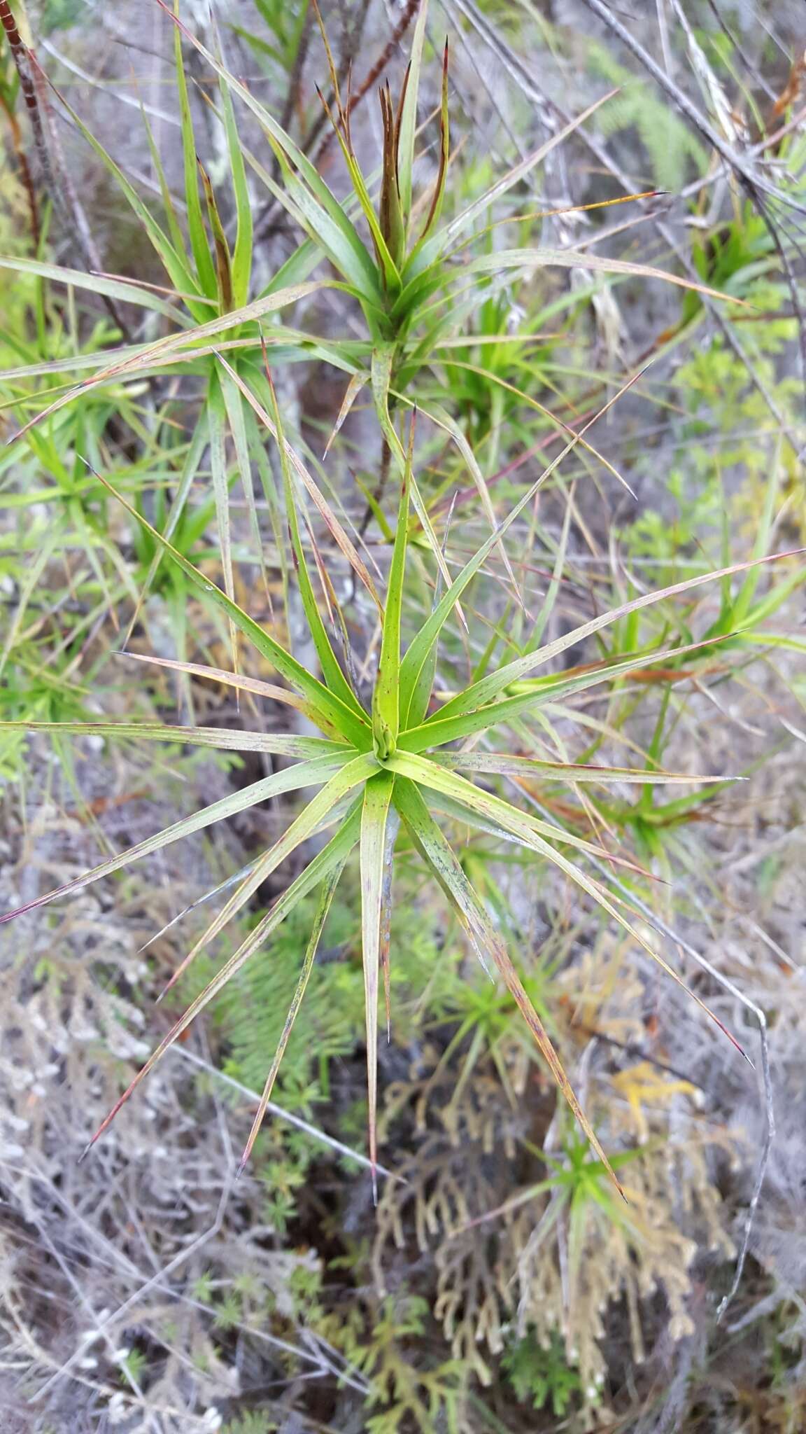 Image de Dracophyllum sinclairii Cheeseman