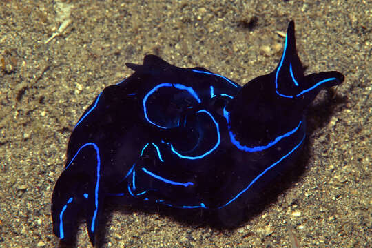 Image of Black and blue swallowtail slug