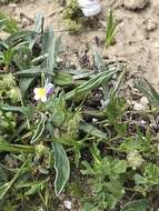 Image de Linaria albifrons (Sm.) Spreng.