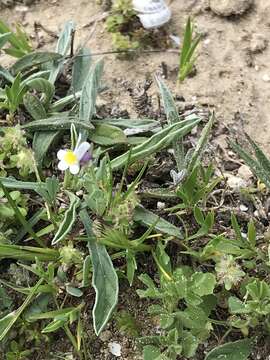 Plancia ëd Linaria albifrons (Sm.) Spreng.