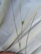 Image of Fewseed sedge