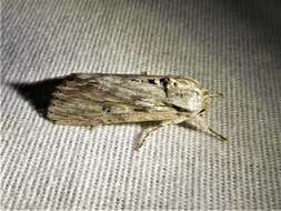 Image of Gray-streaked Armywom Moth