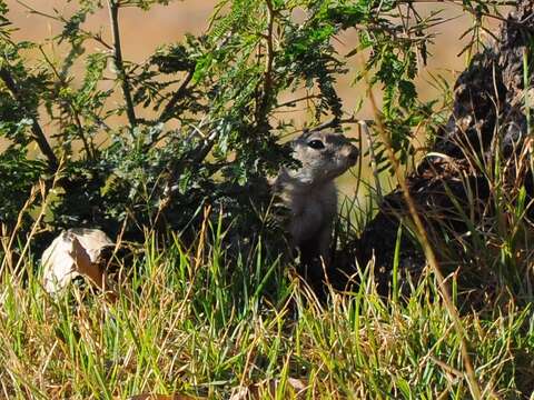 Image of Mexican Ground Squirrel