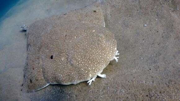 Image of Australian Angel Shark