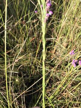 Image of Bristle-Leaf Chaffhead