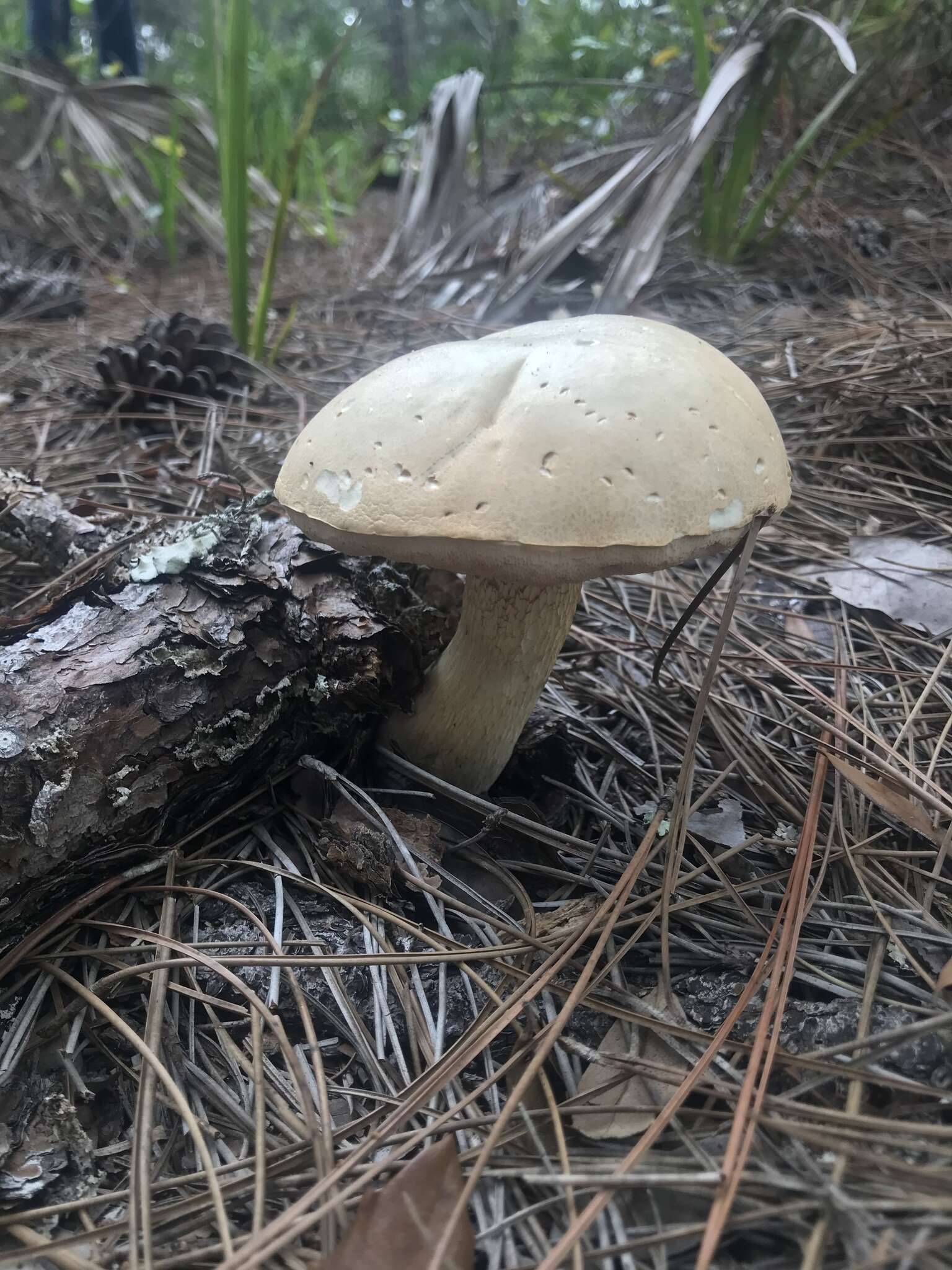 Image of Pale bitter bolete