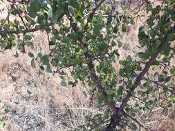 Plancia ëd Pyrus bourgaeana Decne