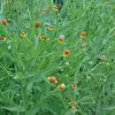 Image of longdisk sneezeweed