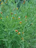 Image of longdisk sneezeweed