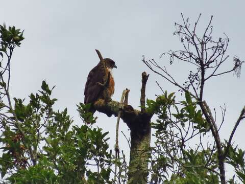 Image of Buteo jamaicensis costaricensis Ridgway 1874