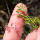 Sivun Indigofera angustifolia L. kuva