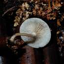 Clitocybe wellingtonensis G. M. Taylor & G. Stev. 1964的圖片