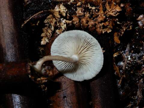 Слика од Clitocybe wellingtonensis G. M. Taylor & G. Stev. 1964