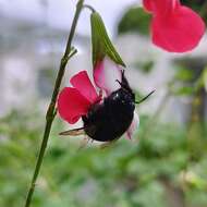 Plancia ëd Xylocopa tabaniformis melanosoma O'Brien & Hurd 1963