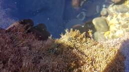 Image of blue-spotted sea hare