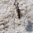 Image of White-cloaked Tiger Beetle