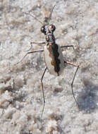 Image of White-cloaked Tiger Beetle