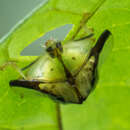 Deloyala cruciata (Linnaeus 1758) resmi