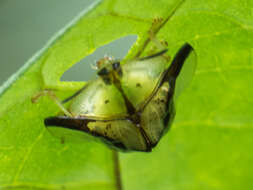 Слика од Deloyala cruciata (Linnaeus 1758)