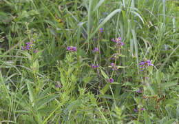 Image of Pedicularis resupinata var. caespitosa Koidz.