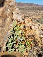 Image of Crassula brevifolia subsp. brevifolia