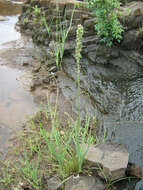 Image of Albuca virens (Lindl.) J. C. Manning & Goldblatt