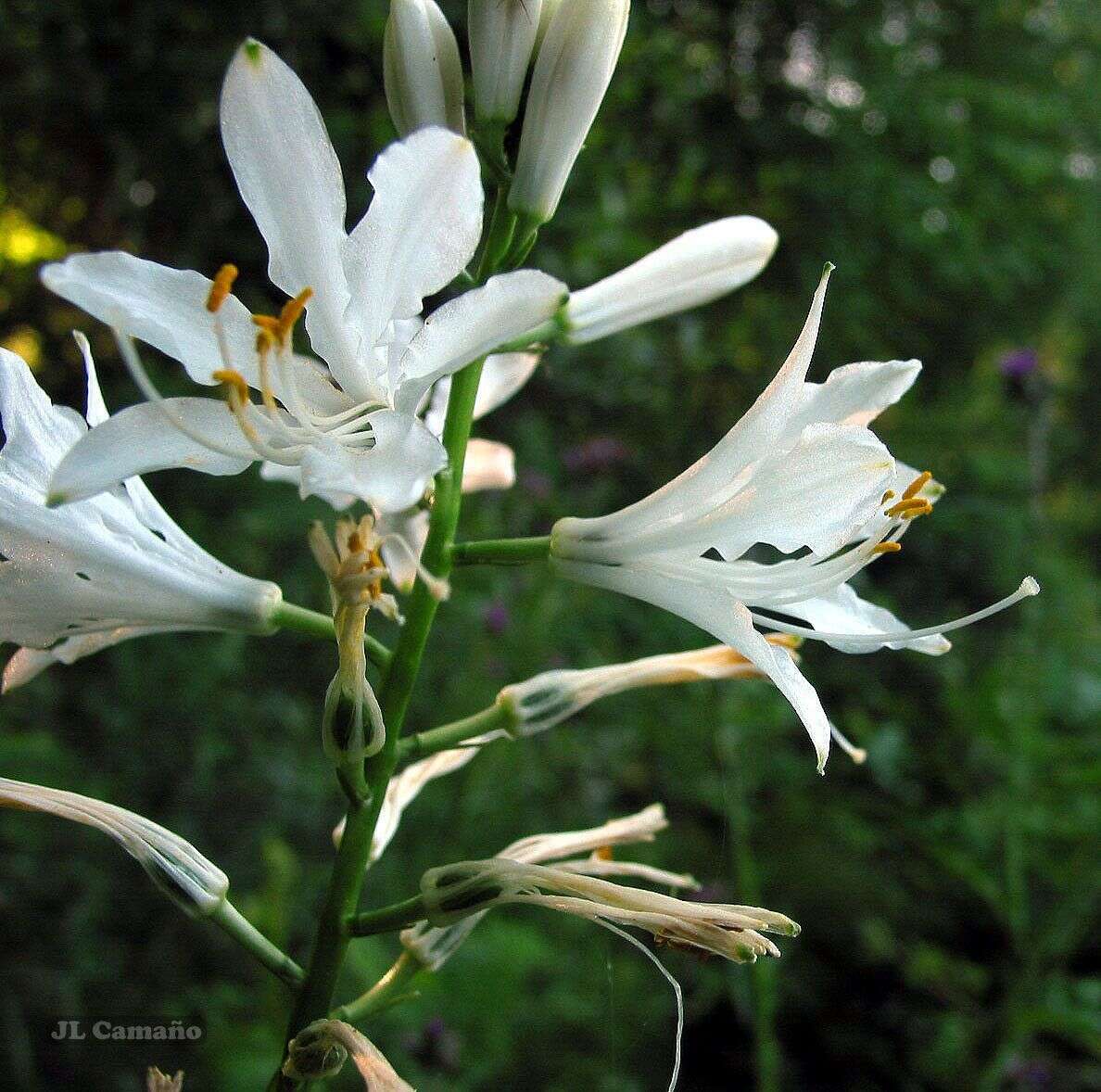 Image of Paradisea lusitanica (Cout.) Samp.