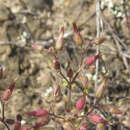 Image of Cerastium ramosissimum Boiss.