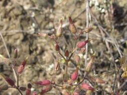 Image of Cerastium ramosissimum Boiss.