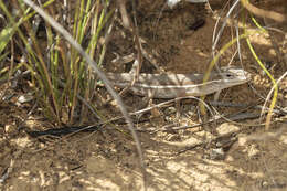 Image of Grass Anole