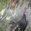 Image of Meleagris gallopavo merriami Nelson 1900