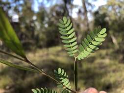 Imagem de Acacia neriifolia A. Cunn. ex Benth.