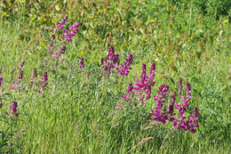 Image of Boreal Sweetvetch