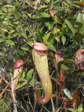 Imagem de Nepenthes bokorensis Mey