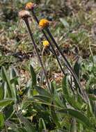 Image of Aster alpinus subsp. tolmatschevii (Tamamsch.) A. & D. Löve