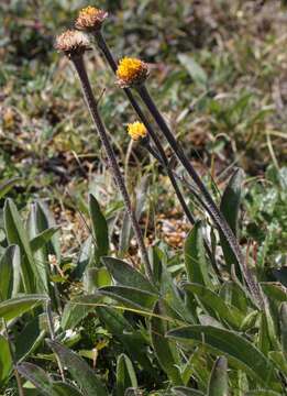 Image of Aster alpinus subsp. tolmatschevii (Tamamsch.) A. & D. Löve