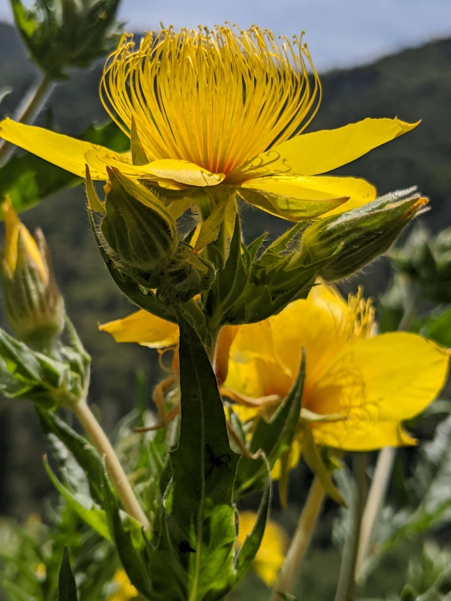 Image of Sierra blazingstar