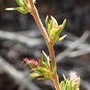 Image of Cliffortia arcuata Weim.