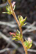 Image of Cliffortia arcuata Weim.