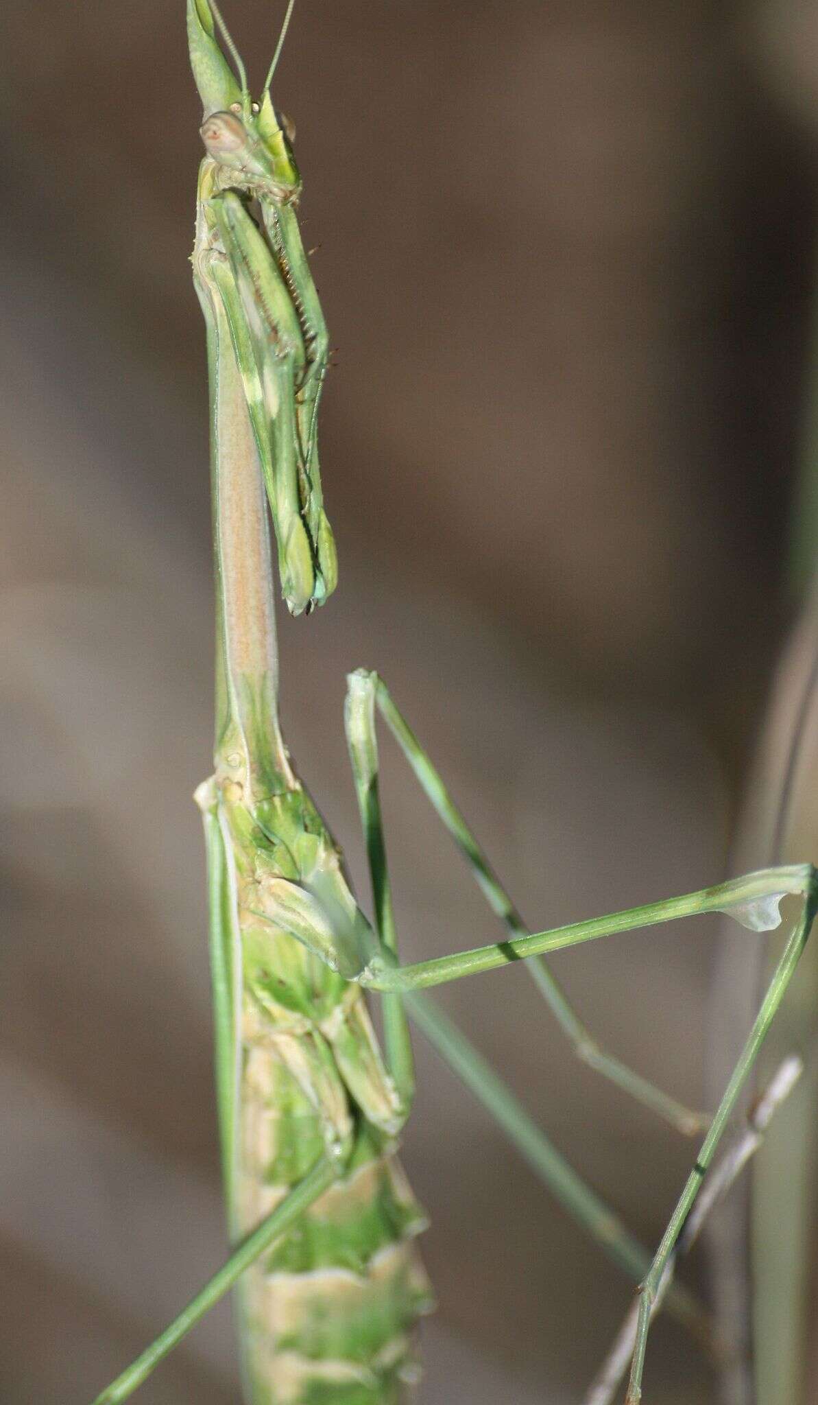 Image de Empusa pennicornis Pallas 1773