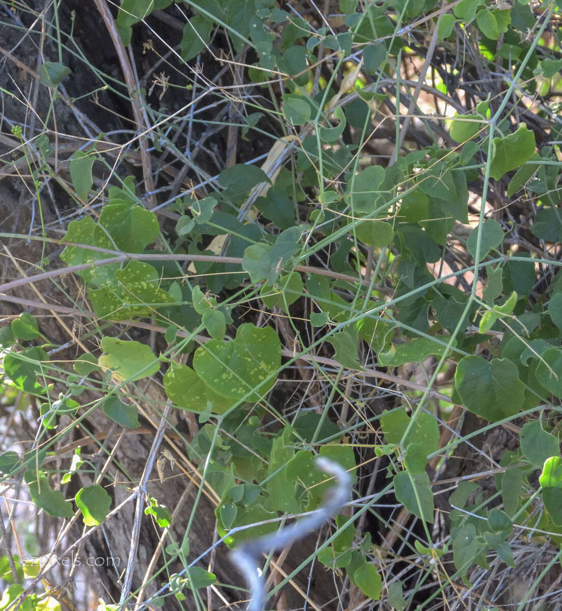 Image of Commicarpus scandens (L.) Standl.