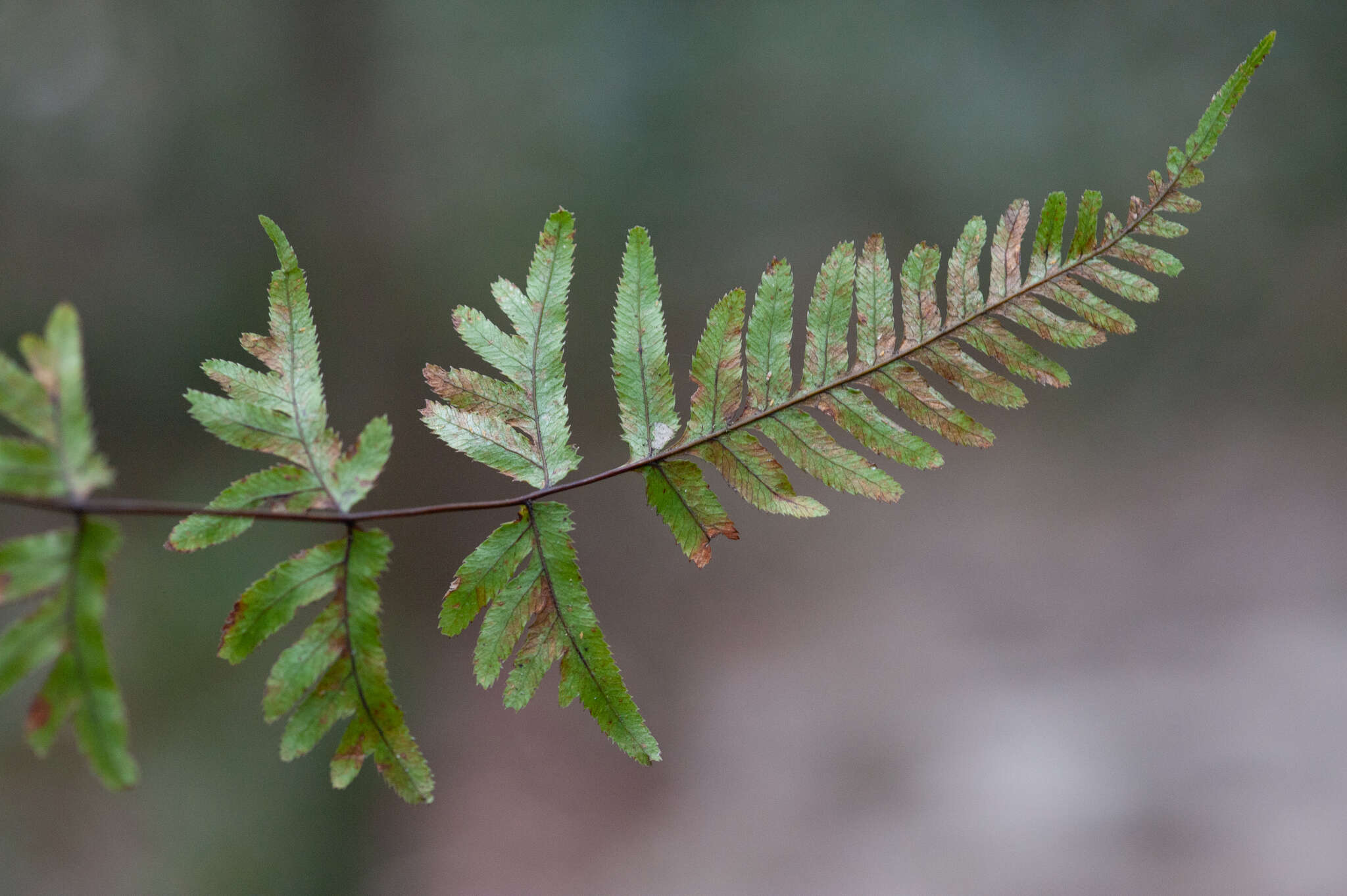 Pteris dispar Kunze resmi