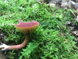 Phylloporus leucomycelinus Singer 1978的圖片