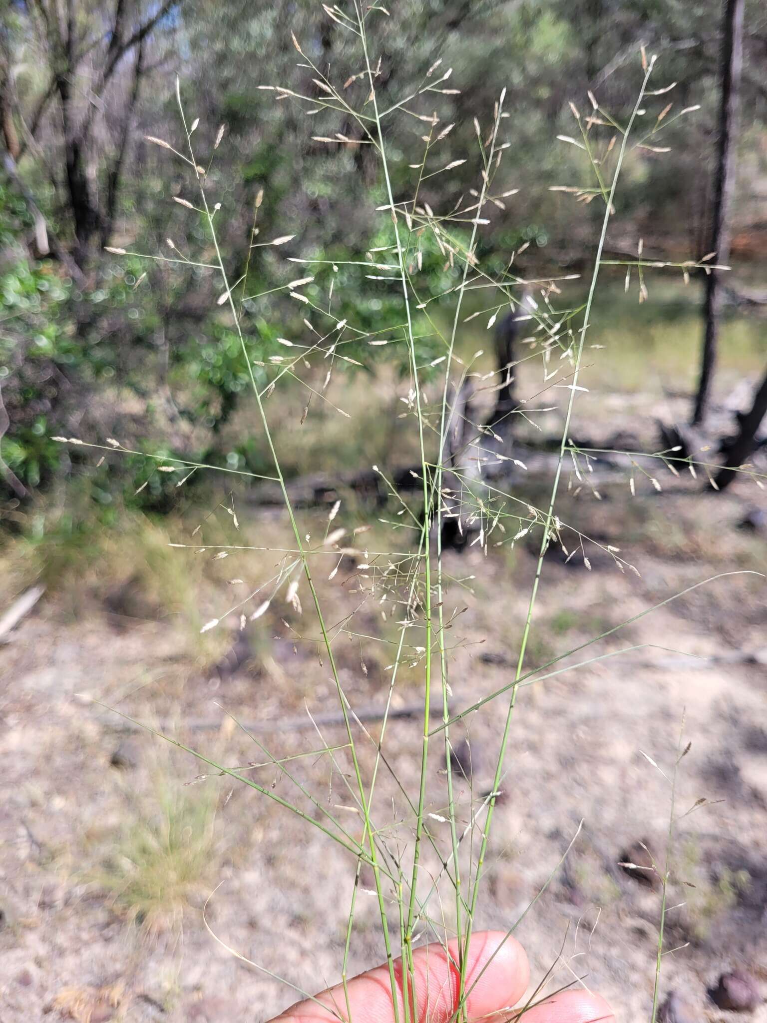 Image of Australian lovegrass