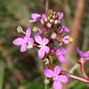 Image of Stylidium montanum Raulings & Ladiges