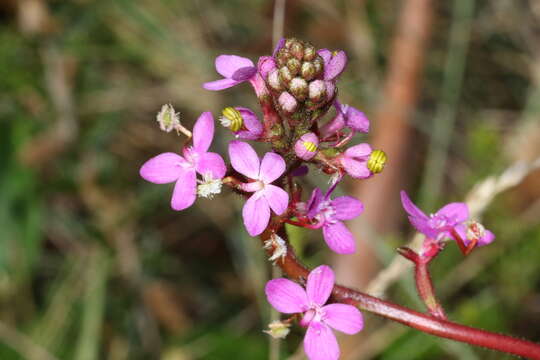 Image of Stylidium montanum Raulings & Ladiges