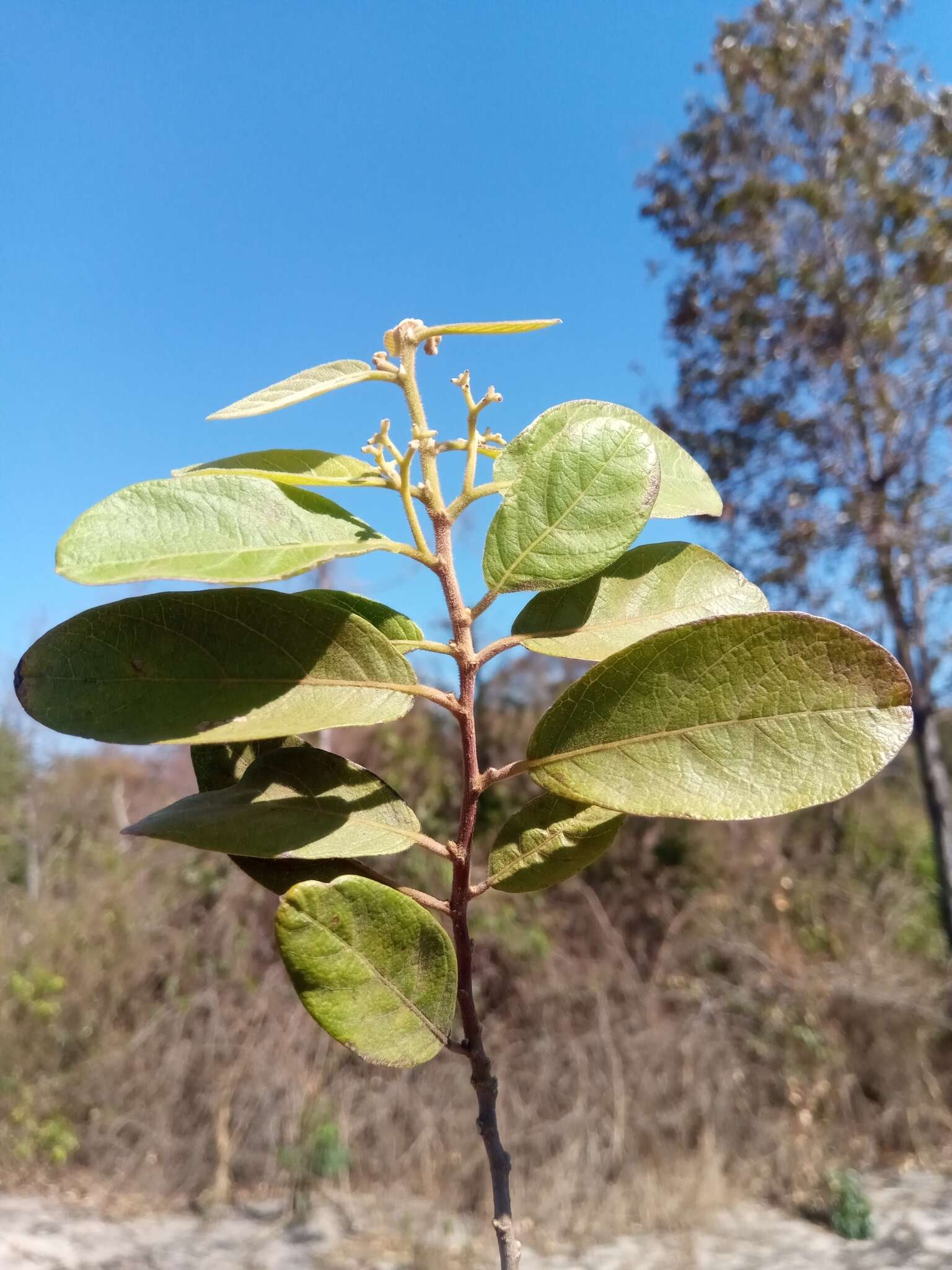 Imagem de Dichapetalum bojeri (Tul.) Engl.