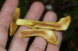 Image of Cortinarius canarius (E. Horak) Gasparini 2014